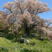 ヒメ日記 2026/04/08 14:04 投稿 白石野乃花 五十路マダム 郡山店