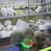 ヒメ日記 2026/03/17 11:22 投稿 虹奈（にな） NOA（ノア）