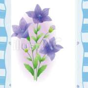 松岡るり子 お知らせ 五十路マダム 徳島店