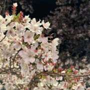 ヒメ日記 2026/04/09 23:38 投稿 金木　なこ 未熟な人妻