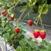 ヒメ日記 2026/04/18 23:08 投稿 金木　なこ 未熟な人妻