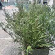 ヒメ日記 2026/02/06 16:00 投稿 ちひろ 美熟女倶楽部Hip's西川口店