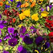 ヒメ日記 2026/02/19 08:14 投稿 えりか クラブ貴公子