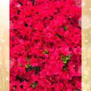 ヒメ日記 2026/04/14 17:55 投稿 えりか クラブ貴公子