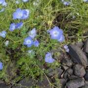 ヒメ日記 2026/04/18 22:45 投稿 ゆい 池袋しろパラ