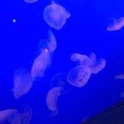 ましろ 2月🦢ましろ CECIL