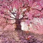 ヒメ日記 2026/03/13 14:40 投稿 せいら 成田人妻講座