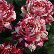 ヒメ日記 2026/03/18 06:53 投稿 せいら 成田人妻講座