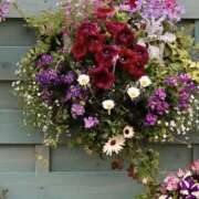 ヒメ日記 2026/03/19 13:19 投稿 せいら 成田人妻講座