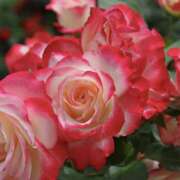 ヒメ日記 2026/03/20 14:17 投稿 せいら 成田人妻講座