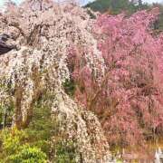 ヒメ日記 2026/03/23 11:30 投稿 せいら 成田人妻講座