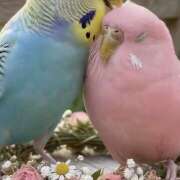 ヒメ日記 2026/03/24 11:08 投稿 せいら 成田人妻講座