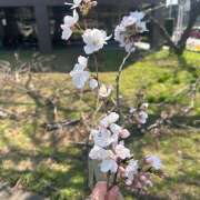 ヒメ日記 2026/03/24 12:59 投稿 せいら 成田人妻講座