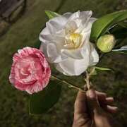 ヒメ日記 2026/03/27 20:27 投稿 せいら 成田人妻講座