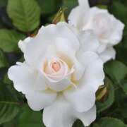 ヒメ日記 2026/04/03 13:43 投稿 せいら 成田人妻講座