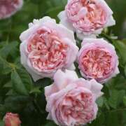 ヒメ日記 2026/04/05 12:35 投稿 せいら 成田人妻講座