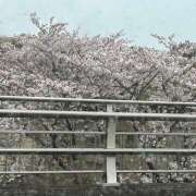 ヒメ日記 2026/04/07 11:45 投稿 せいら 成田人妻講座