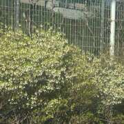 ヒメ日記 2026/04/08 15:46 投稿 せいら 成田人妻講座