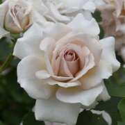 ヒメ日記 2026/04/09 11:25 投稿 せいら 成田人妻講座