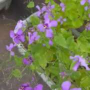 ヒメ日記 2026/04/09 17:50 投稿 せいら 成田人妻講座