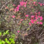 ヒメ日記 2026/04/10 10:19 投稿 せいら 成田人妻講座