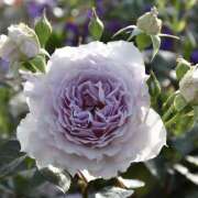 ヒメ日記 2026/04/13 18:46 投稿 せいら 成田人妻講座