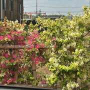 ヒメ日記 2026/04/14 10:57 投稿 せいら 成田人妻講座