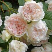 ヒメ日記 2026/04/15 11:55 投稿 せいら 成田人妻講座