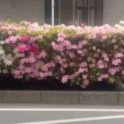 ヒメ日記 2026/04/15 17:39 投稿 せいら 成田人妻講座