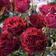 ヒメ日記 2026/04/21 11:16 投稿 せいら 成田人妻講座