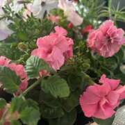 ヒメ日記 2026/04/23 15:01 投稿 せいら 成田人妻講座