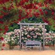 ヒメ日記 2026/04/23 17:25 投稿 せいら 成田人妻講座