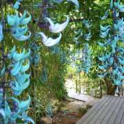 ヒメ日記 2026/04/26 18:55 投稿 せいら 成田人妻講座