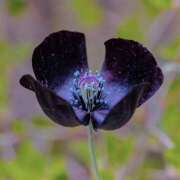 ヒメ日記 2026/04/27 06:11 投稿 せいら 成田人妻講座