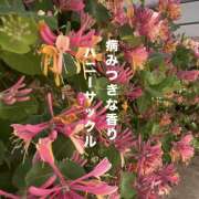 ヒメ日記 2026/06/07 18:29 投稿 せいら 成田人妻講座