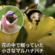 ヒメ日記 2026/06/08 07:04 投稿 せいら 成田人妻講座