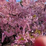 ヒメ日記 2026/03/05 07:15 投稿 きょうこさん 鶯谷のデリヘル桃山