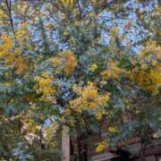 ヒメ日記 2026/03/09 06:37 投稿 きょうこさん 鶯谷のデリヘル桃山