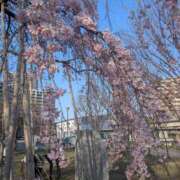 ヒメ日記 2026/03/25 07:14 投稿 きょうこさん 鶯谷のデリヘル桃山