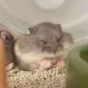 ヒメ日記 2026/02/16 04:41 投稿 りら 秋葉原コスプレ学園(AKG)