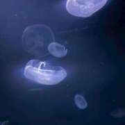 ヒメ日記 2026/03/20 16:30 投稿 立花れむ★内面の魅力に推し確定 PLAY