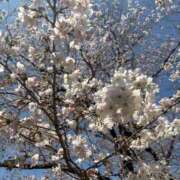 ヒメ日記 2026/03/31 08:06 投稿 あまね ミラー