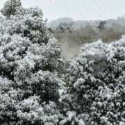 ヒメ日記 2026/02/08 14:21 投稿 瀬戸あいな 月の真珠-五反田-