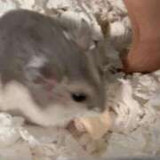 ヒメ日記 2026/04/02 21:13 投稿 はづき 水色りぼん