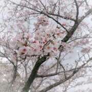 ヒメ日記 2026/03/30 07:45 投稿 早乙女 ふわり CUORE(クオレ)