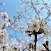 ヒメ日記 2026/03/30 11:30 投稿 凪 ZERO