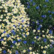 ヒメ日記 2026/04/12 13:31 投稿 凪 ZERO