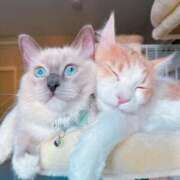 ヒメ日記 2026/02/15 03:28 投稿 はる 君とふわふわプリンセスin熊谷