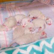 はる はるの小話 君とふわふわプリンセスin熊谷