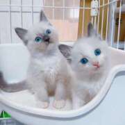 ヒメ日記 2026/06/27 20:46 投稿 はる 君とふわふわプリンセスin熊谷